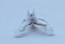 The Robot 'Cyborg' built with sea slug muscle